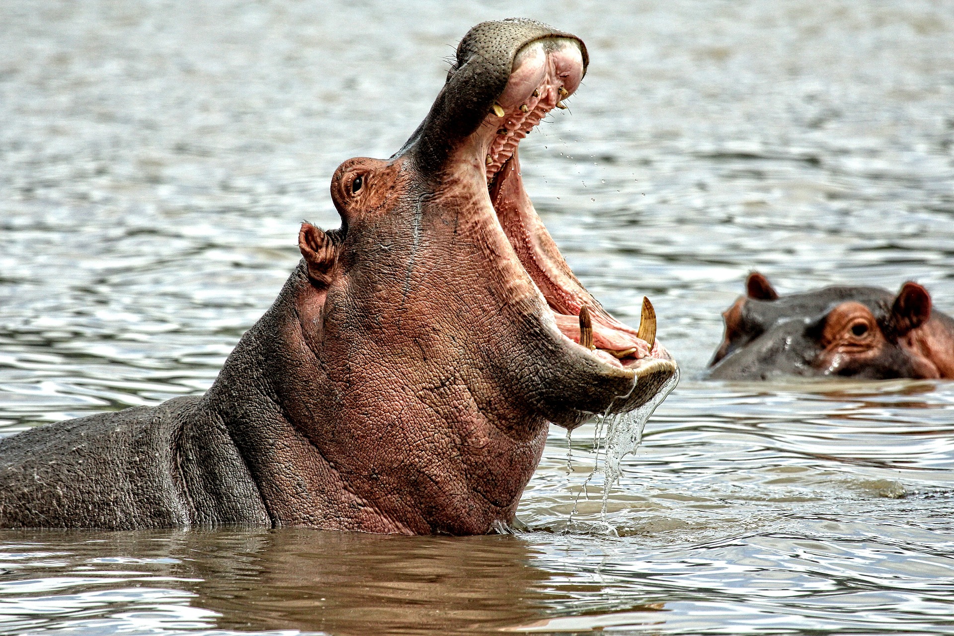 Imagen de referencia de un hipopótamo con la boca abierta
