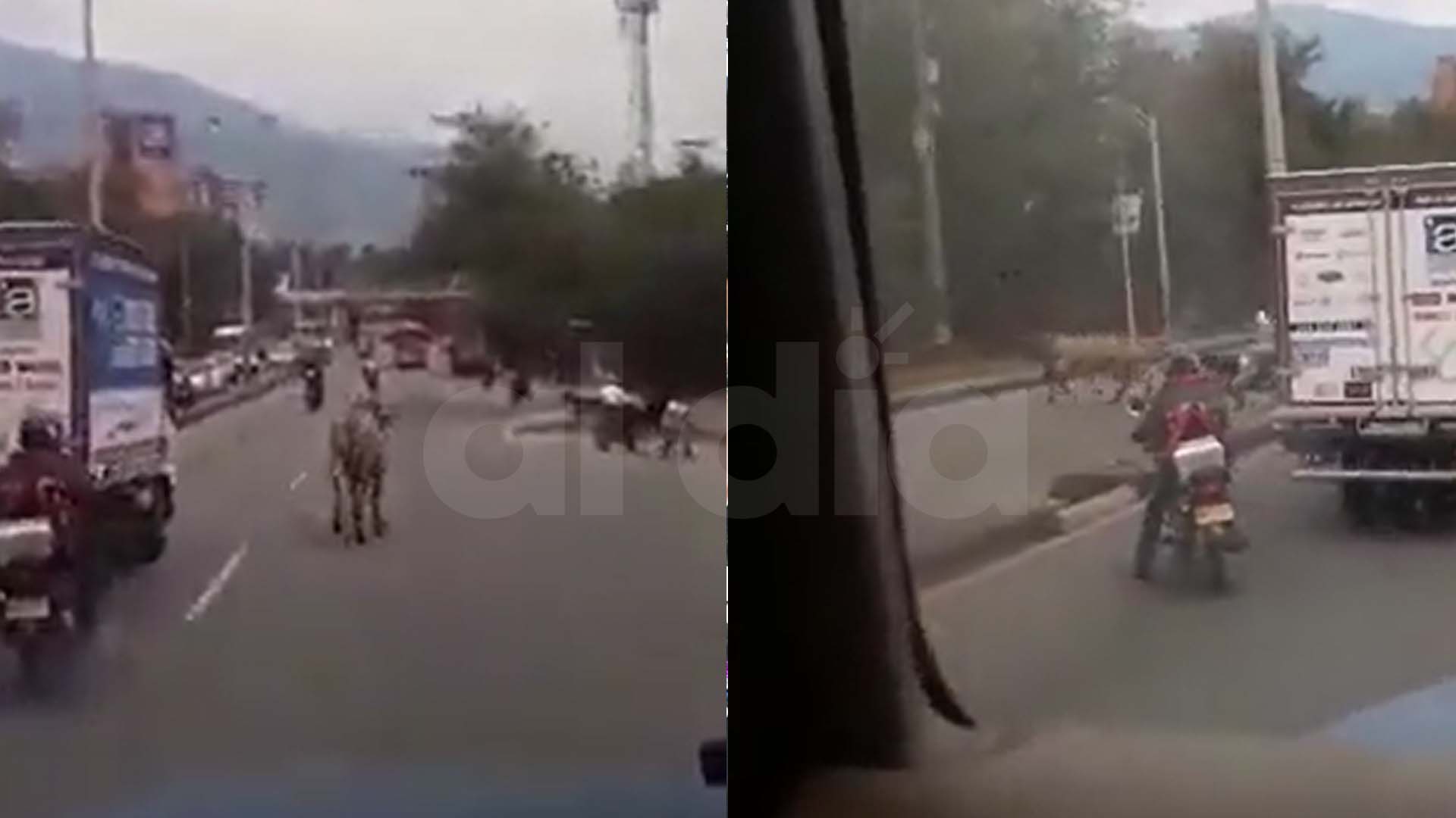 La vaca descontrolada fue captada cuando corría en la ciudad de Medellín
