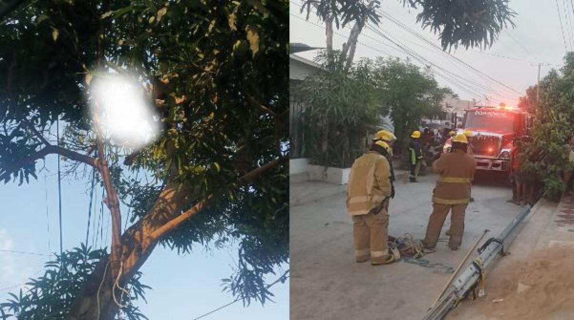 El cuerpo de bomberos llegó al lugar de los hechos para bajar el cuerpo del árbol.