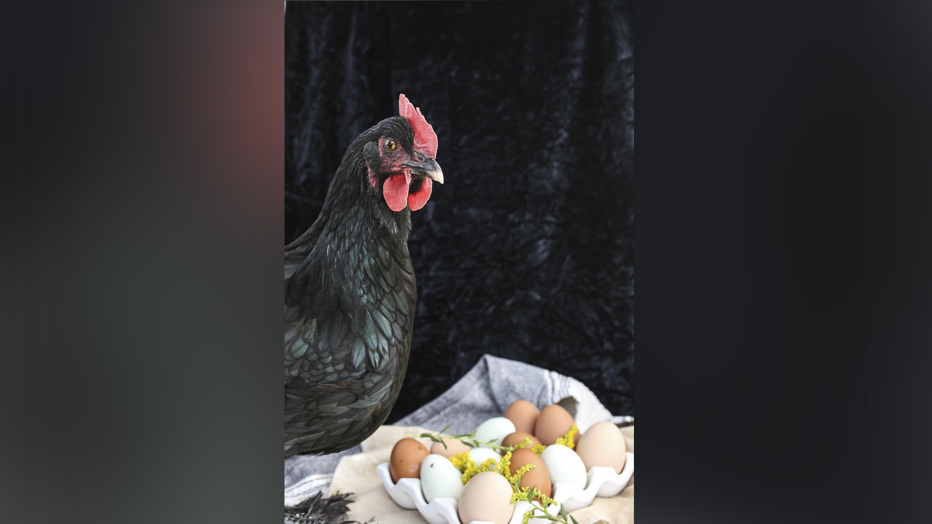 Una gallina cuidando a sus huevos
