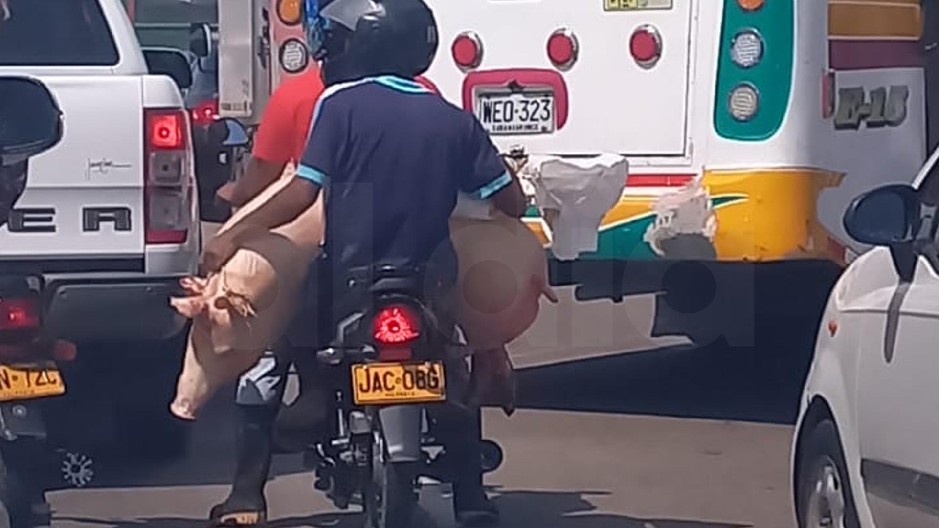 Los sujetos transportando al animal en medio de la motocicleta