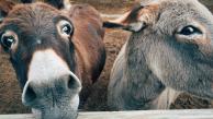 La piel de los burros contiene una sustancia llamada ejiao, la cual combatiría desde la tos hasta problemas de defunción eréctil