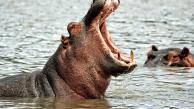 Imagen de referencia de un hipopótamo con la boca abierta