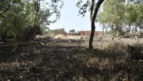 Este fue el manglar en Villa Saco en el que fue abandonado el cadáver de la mujer.