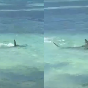 En las imágenes se observa con claridad cómo el tiburón persigue a la manta para atacarla bajo las aguas cristalinas