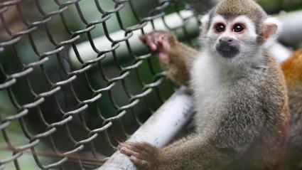 Fiscalía, la Policía y el Ejército, intervinieron en la operación adelantada en el Valle del Cauca. Informaron que 102 de ellos son monos nocturnos y 6 son monos ardilla. 