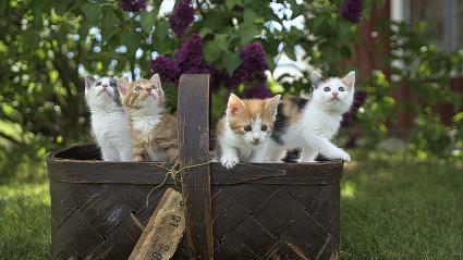 Imagen de referencia de cuatro gatos introducidos en una canasta